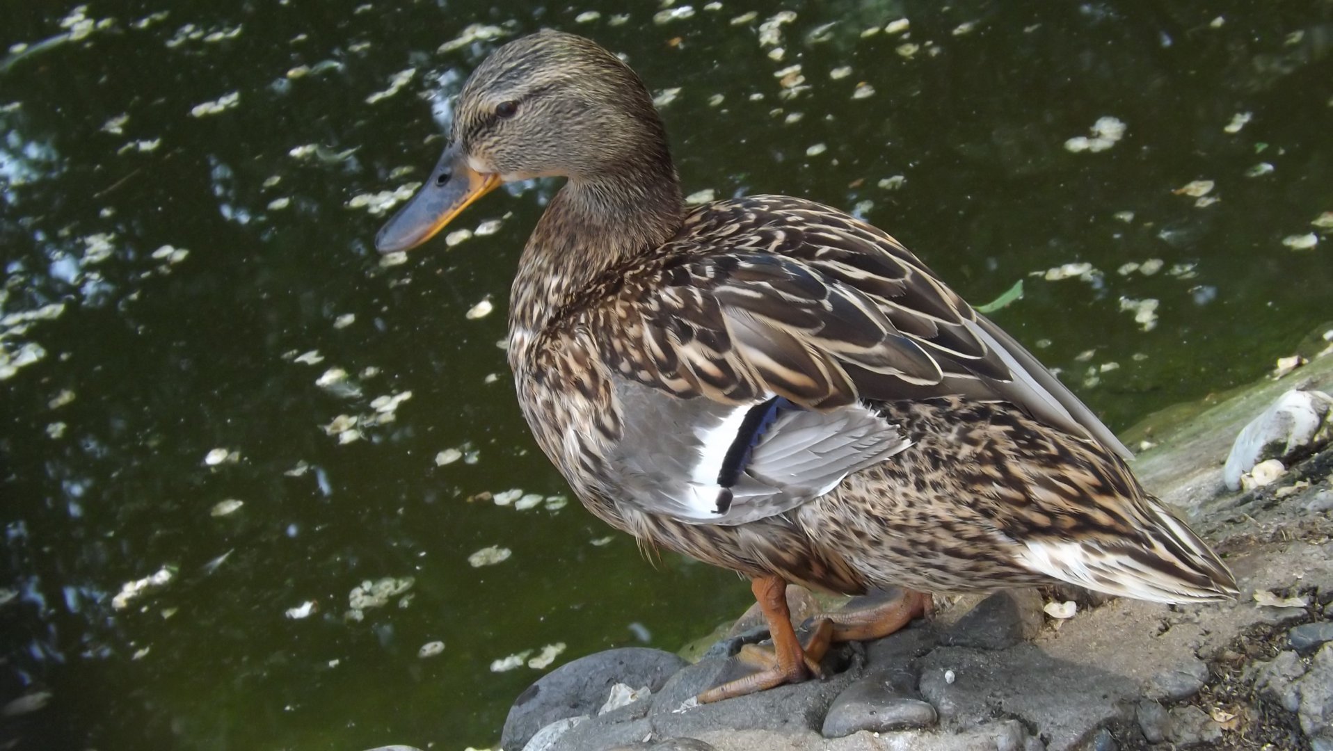 DSCF3748.JPG