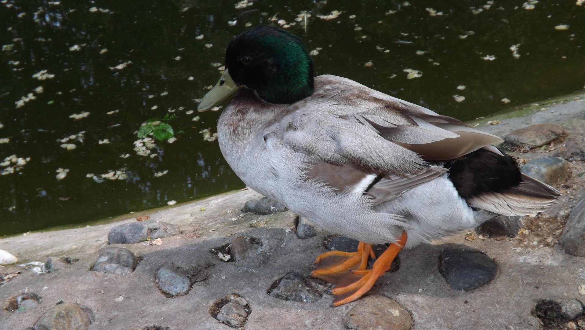 DSCF3749.JPG