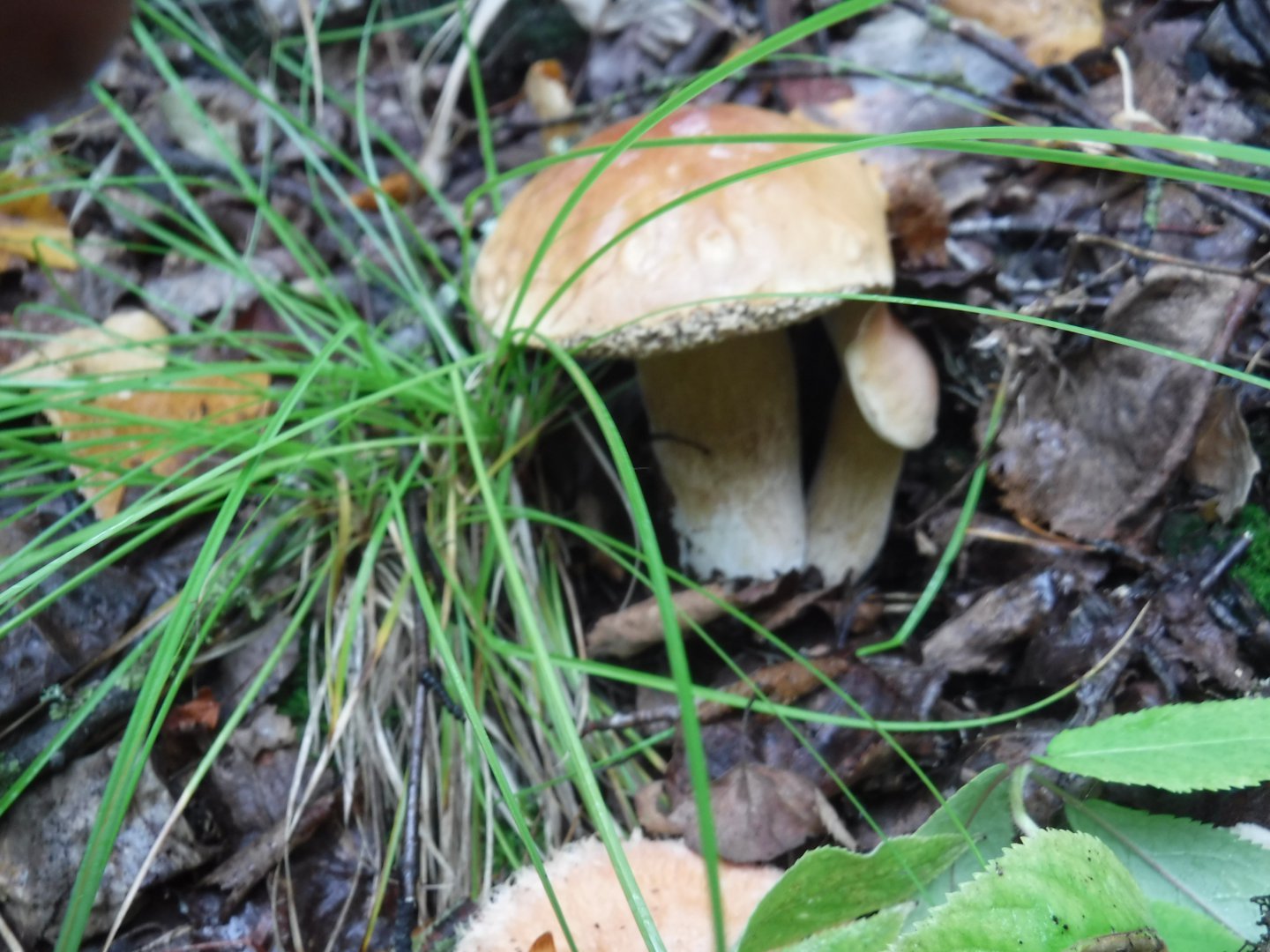 DSCF3756.JPG