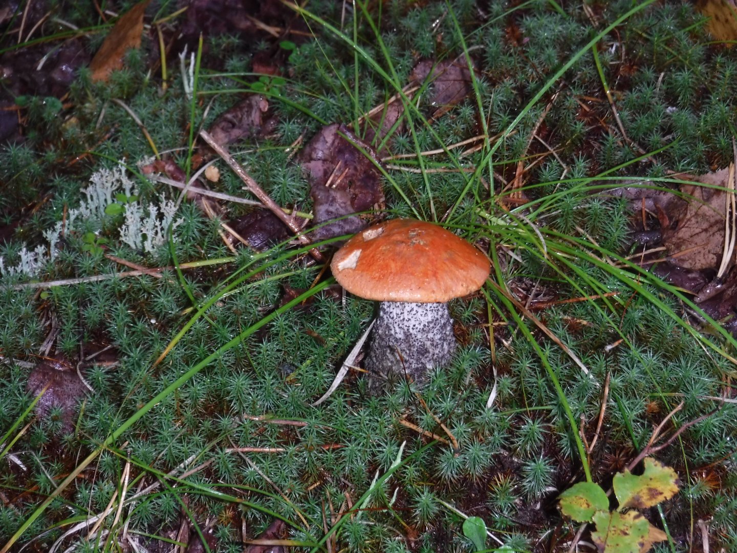 DSCF3762.JPG