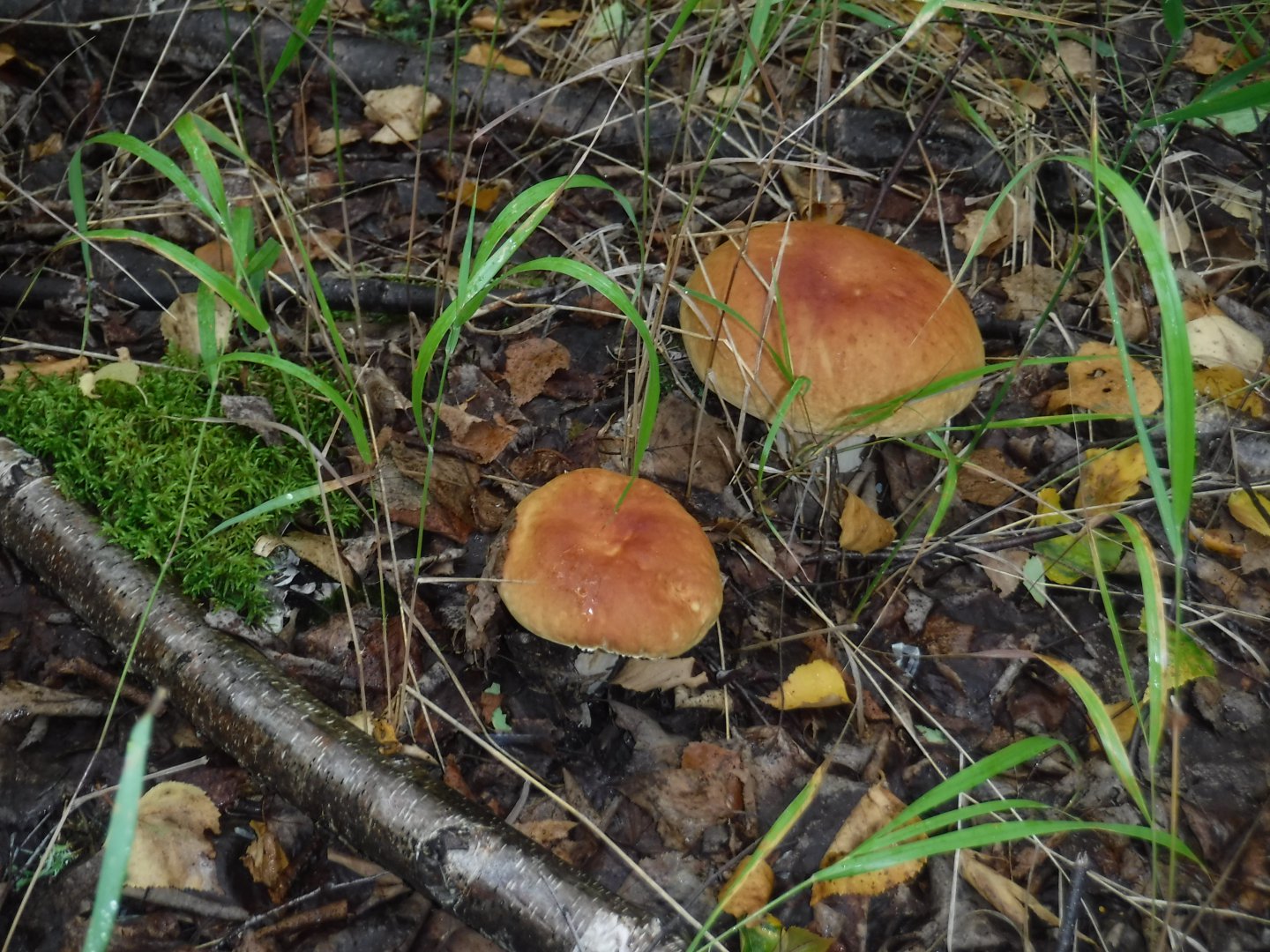 DSCF3768.JPG