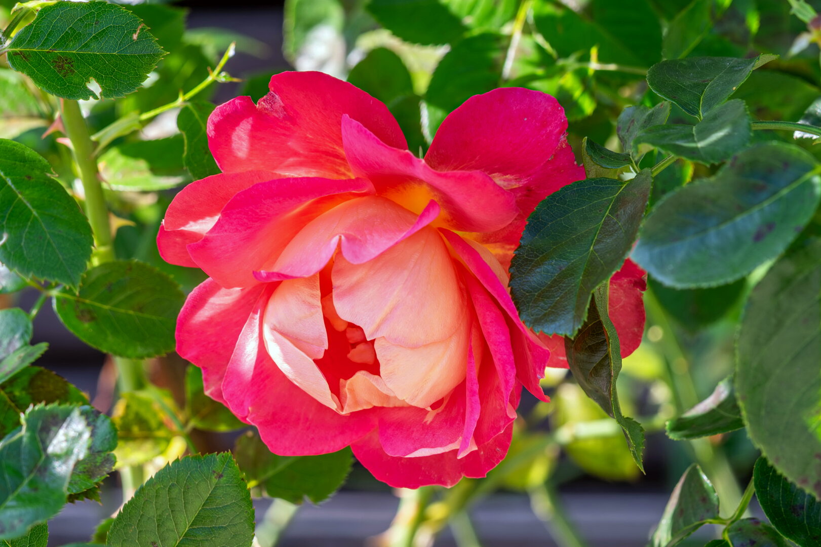 DSCF3768.jpg