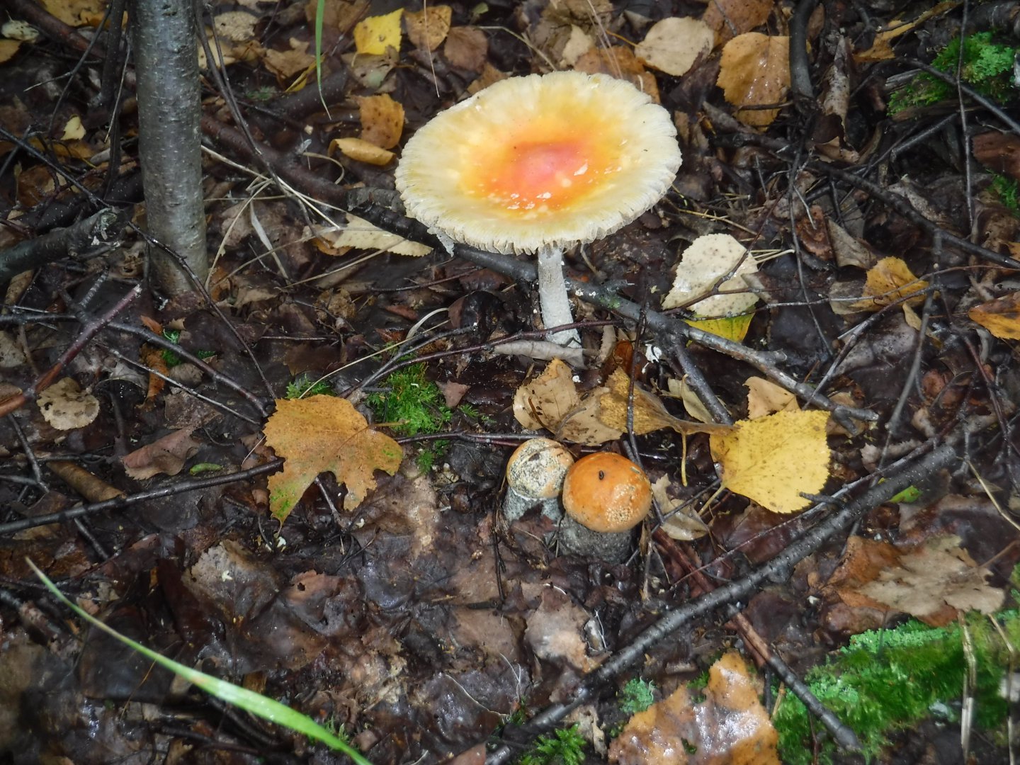 DSCF3772.JPG