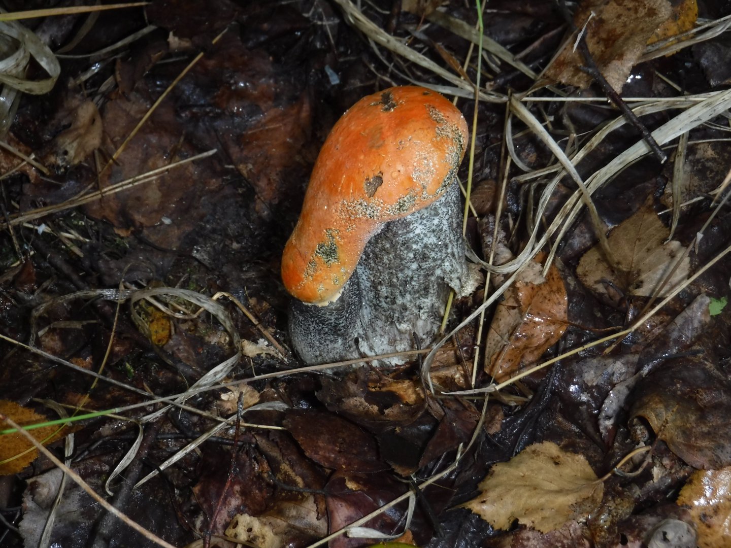 DSCF3774.JPG