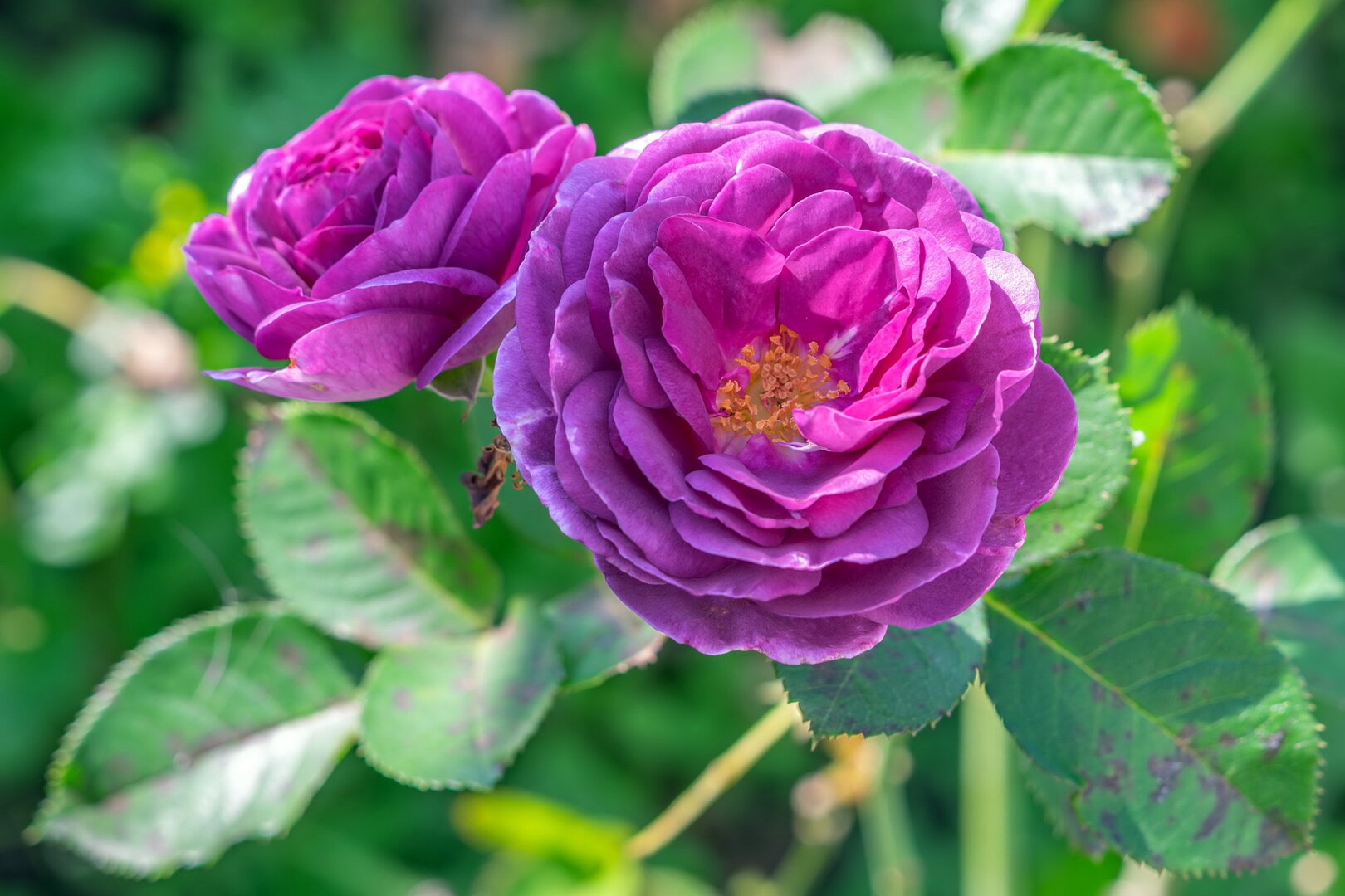 DSCF3778.jpg