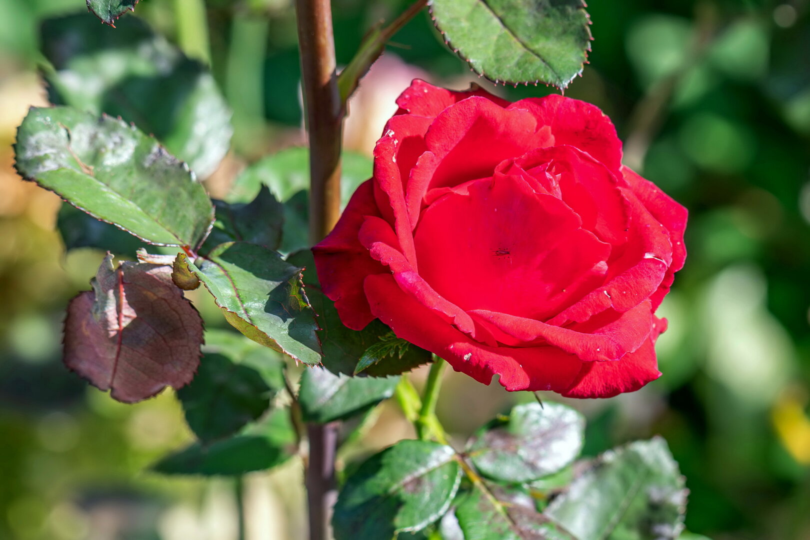 DSCF3817.jpg