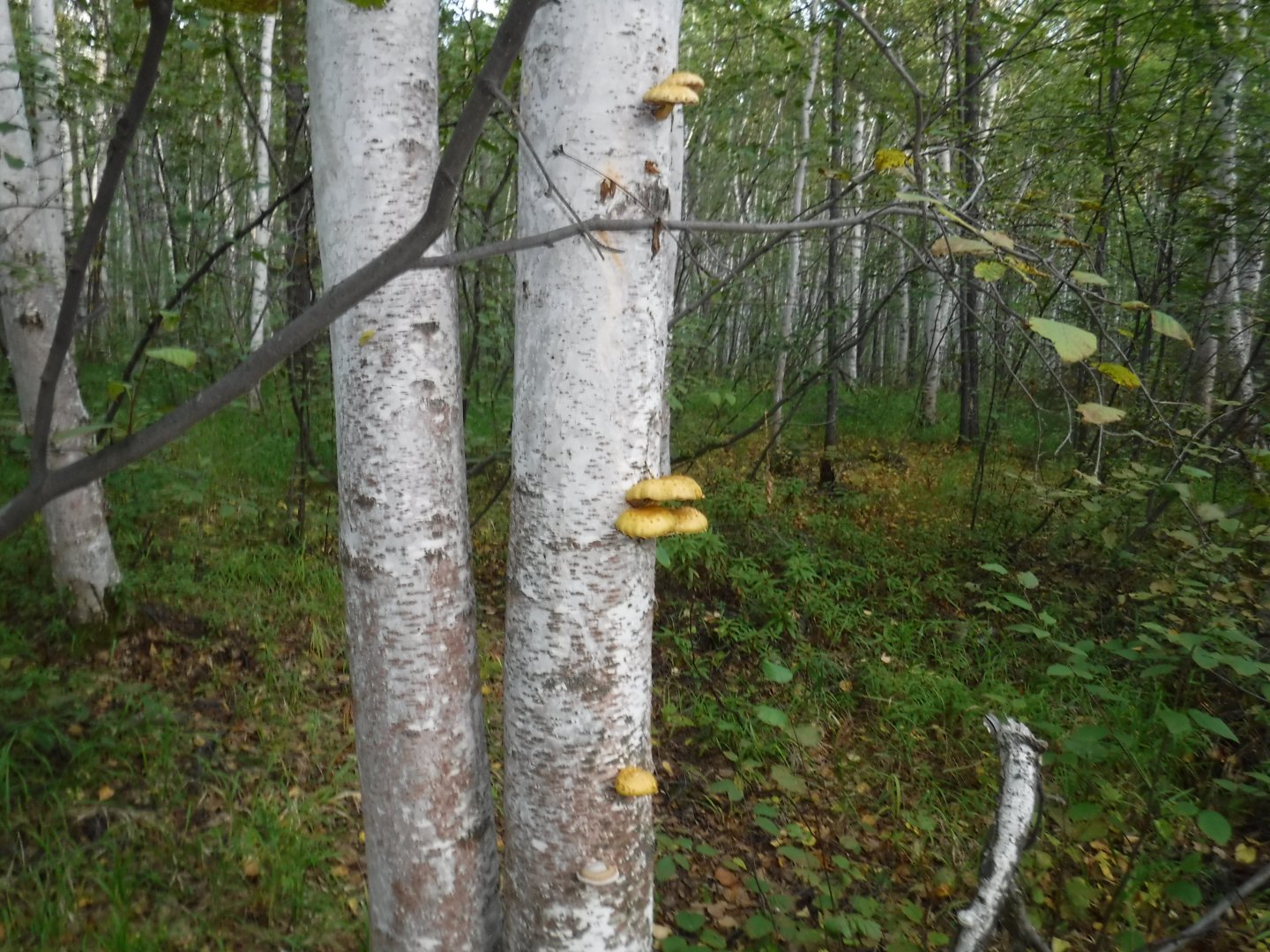 DSCF3823.JPG