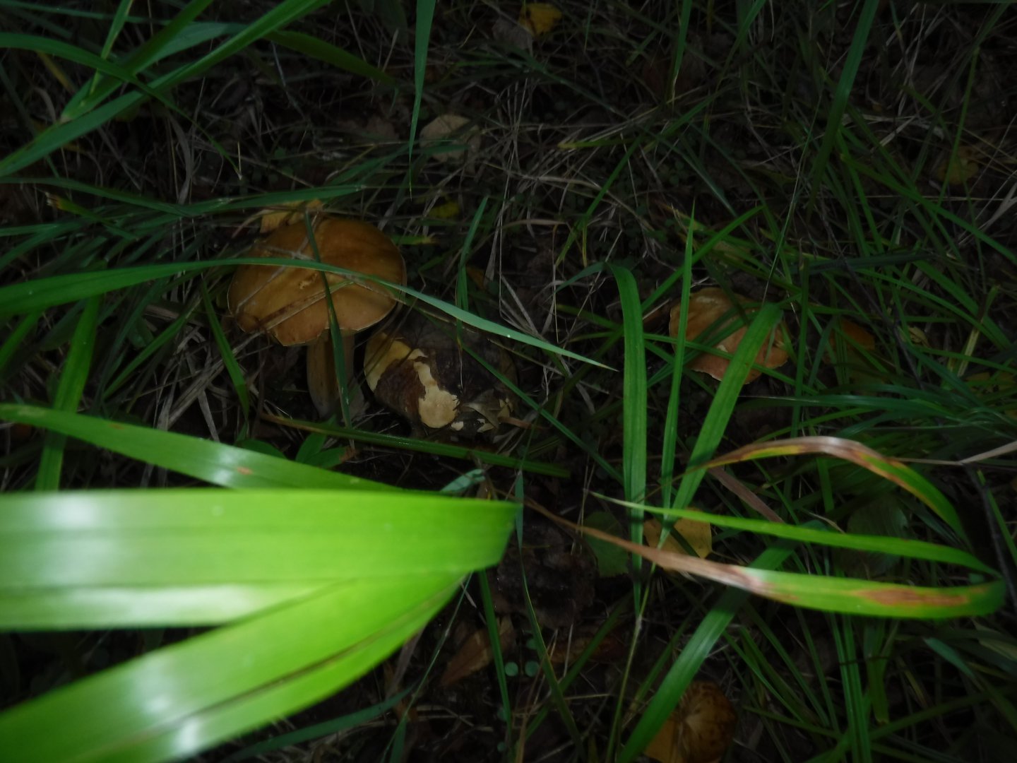 DSCF3824.JPG