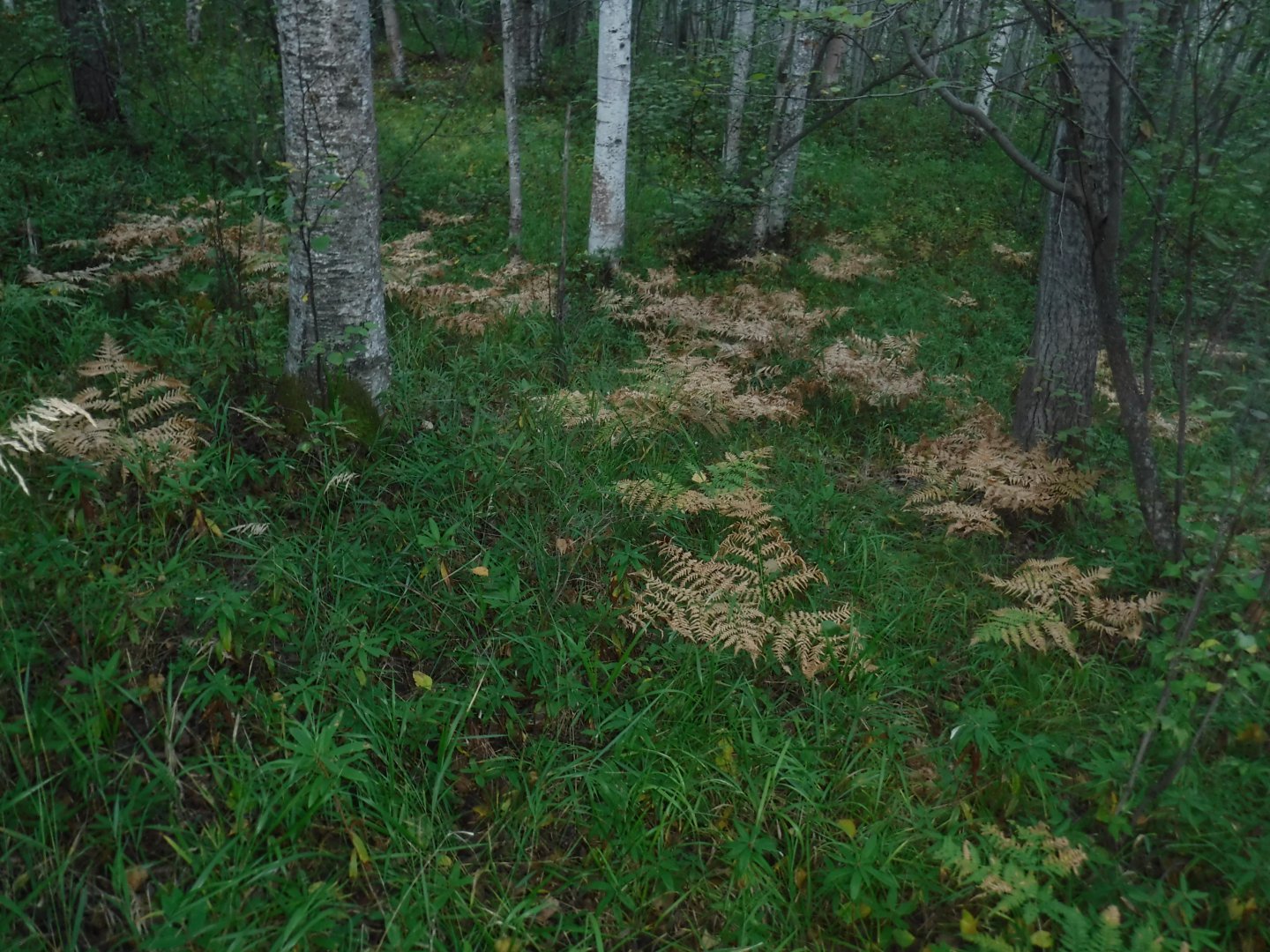 DSCF3825.JPG
