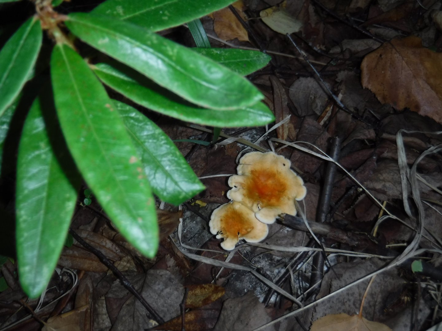 DSCF3827.JPG