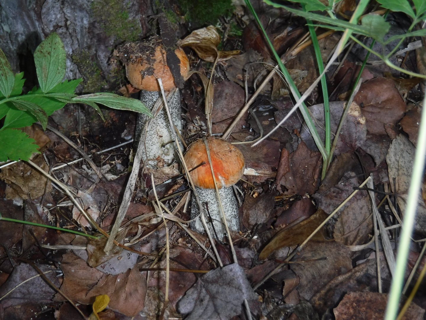 DSCF3846.JPG