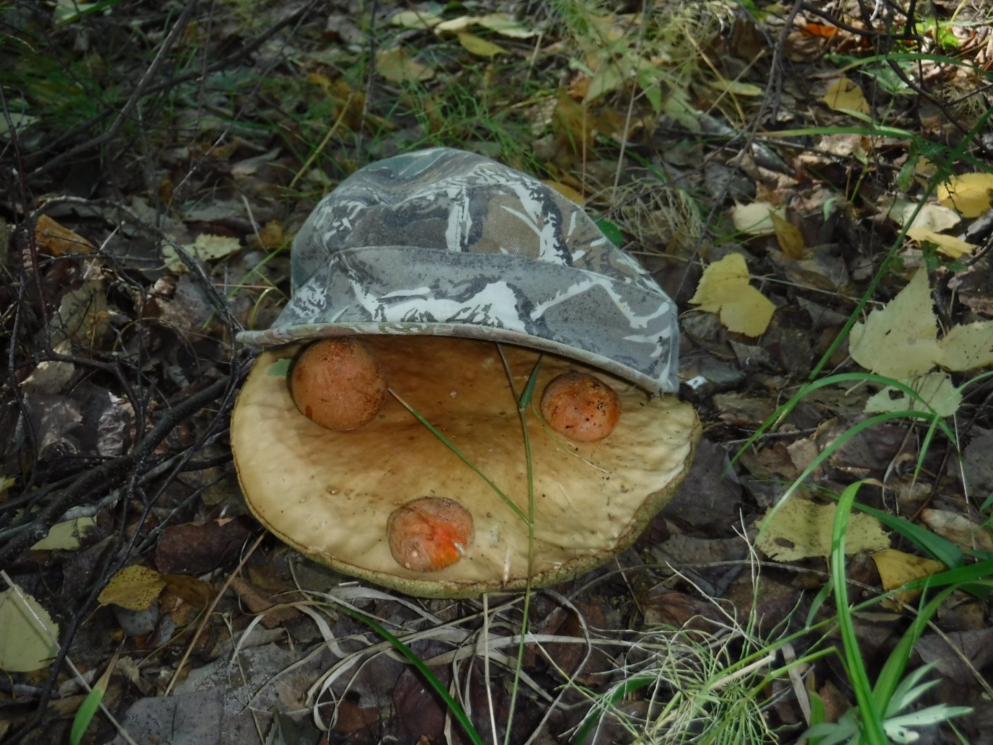 DSCF3847.JPG