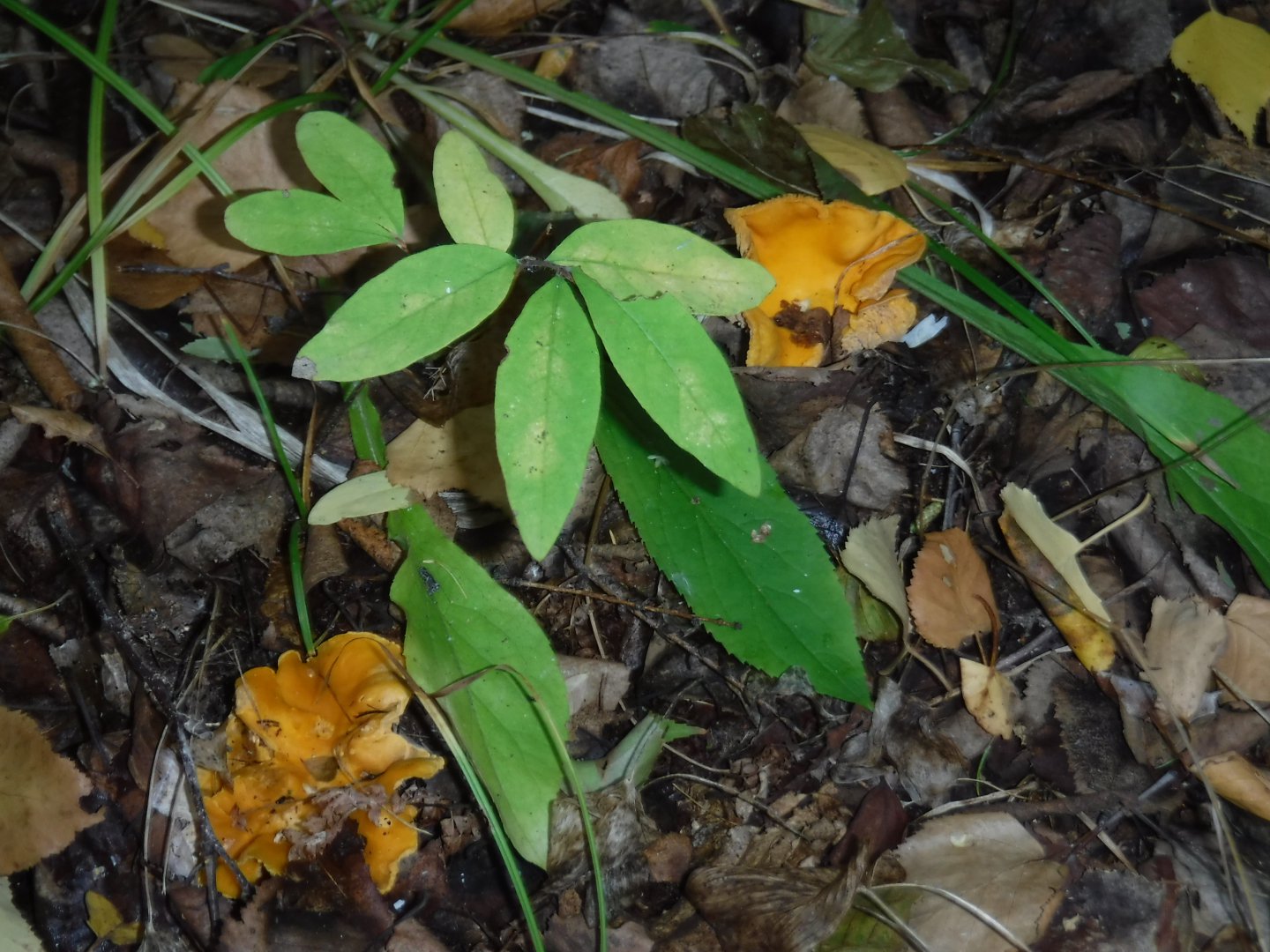 DSCF3902.JPG