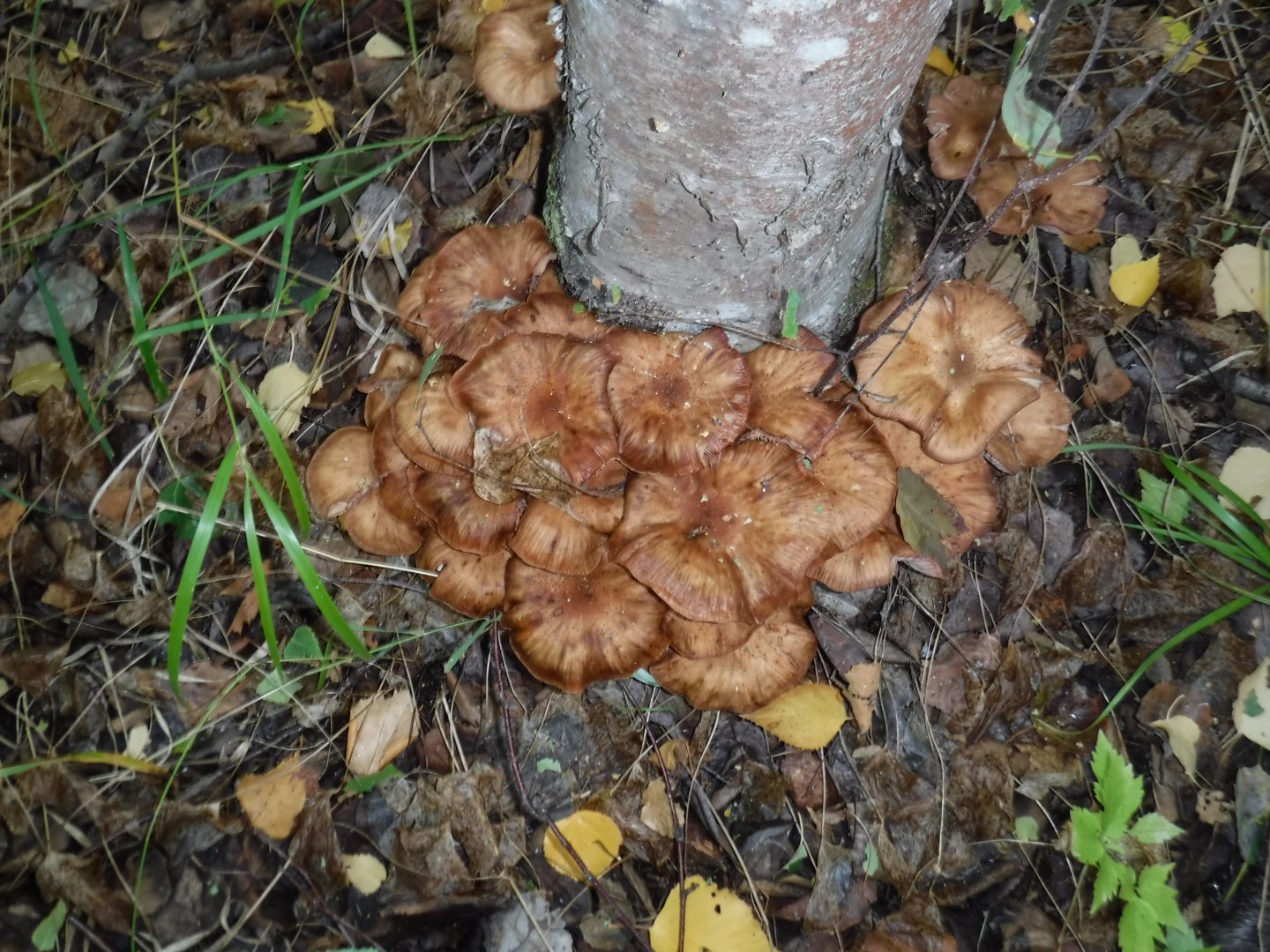 DSCF3907.JPG