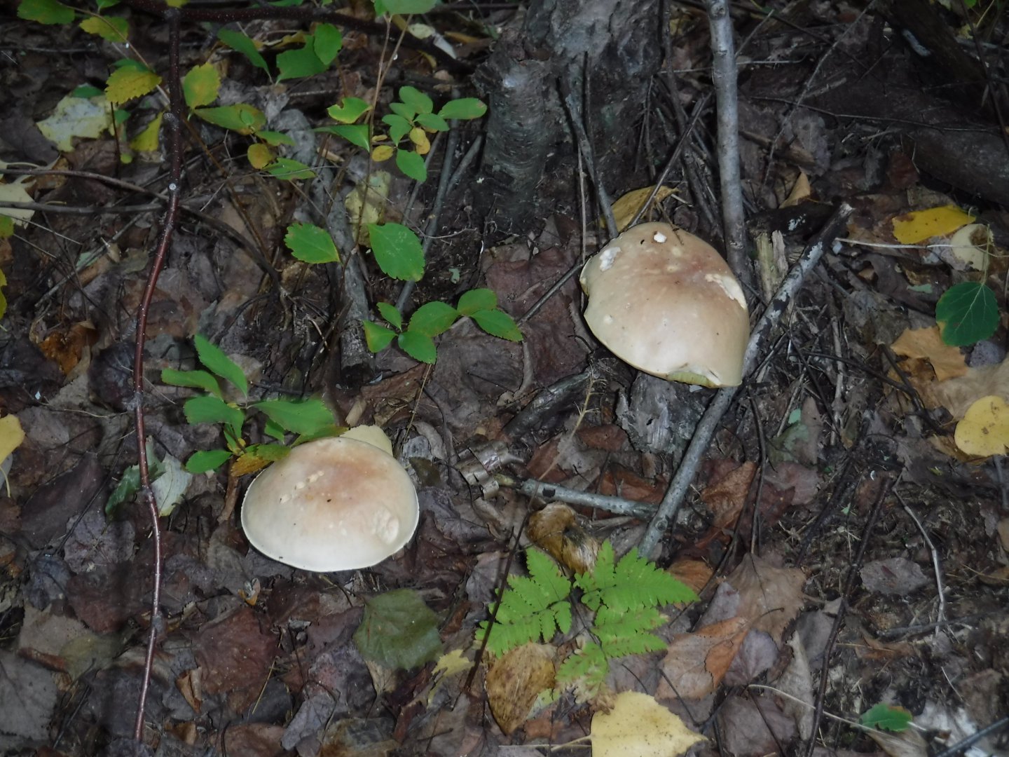 DSCF3913.JPG