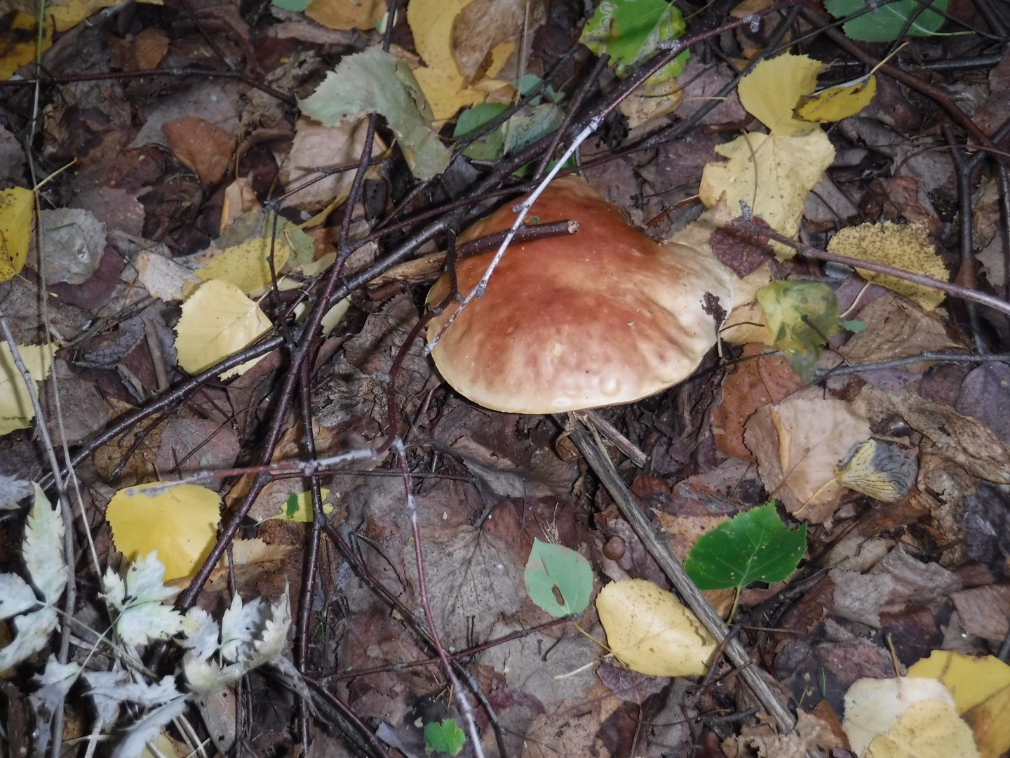 DSCF3914.JPG