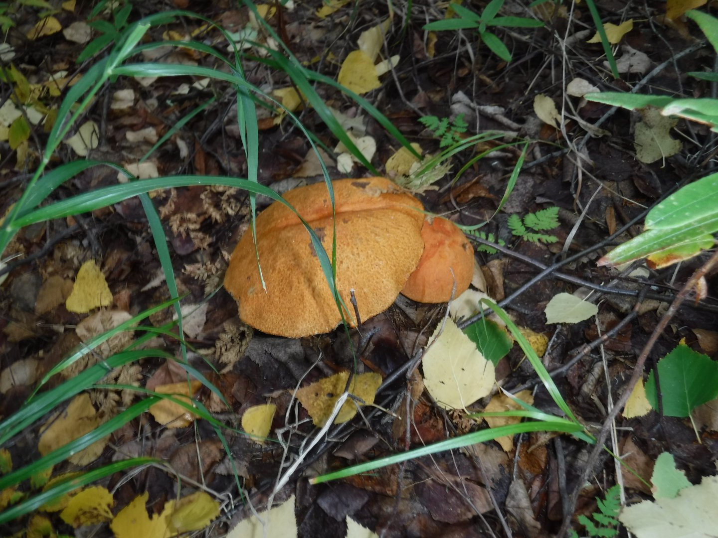 DSCF3917.JPG