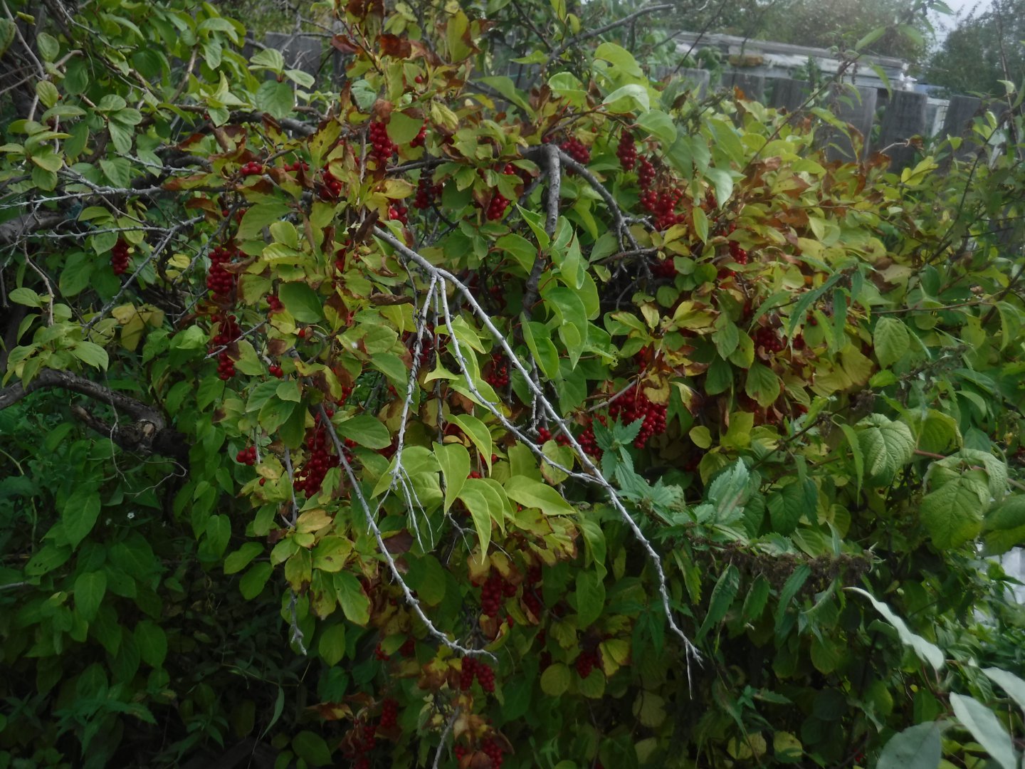 Лимонник дикий фото Лимонник дикий фото