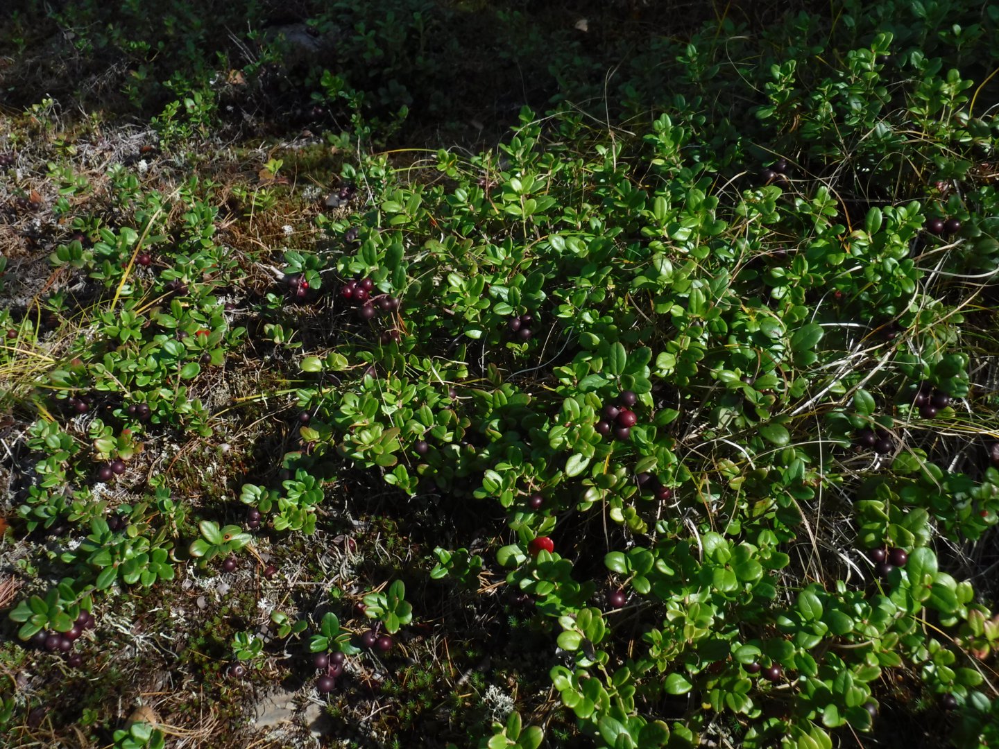 DSCF3955.JPG