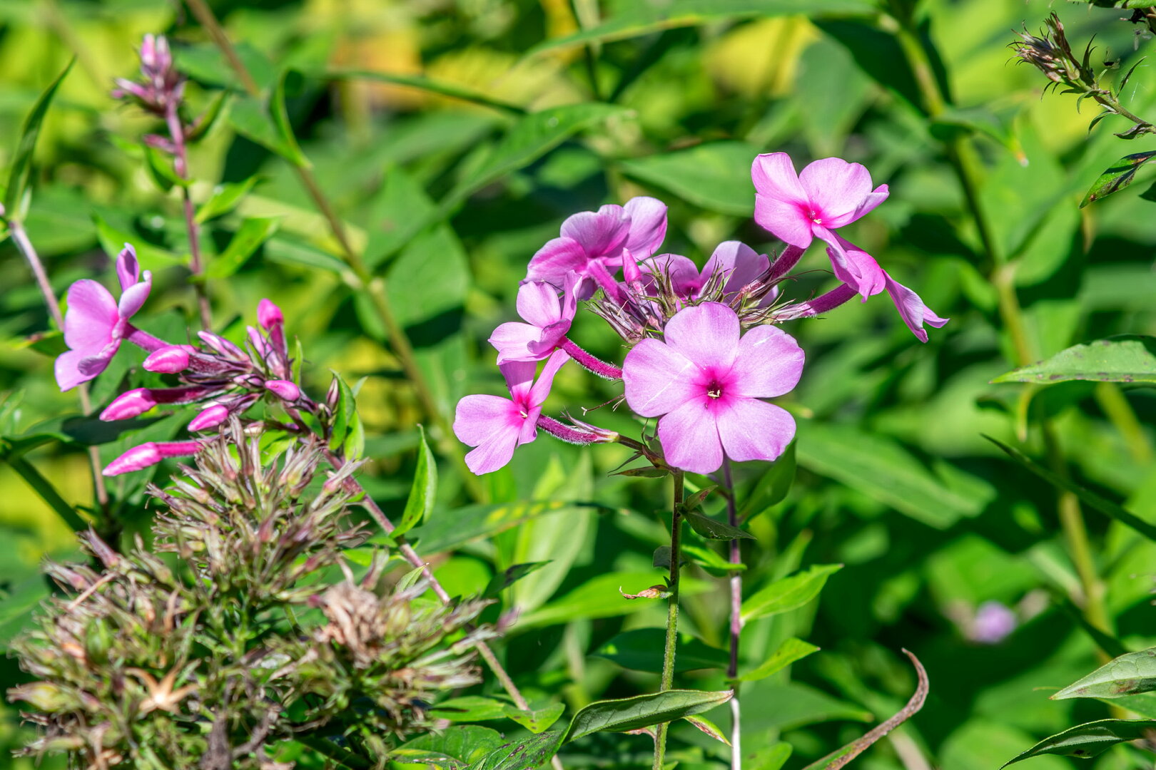 DSCF3956.jpg
