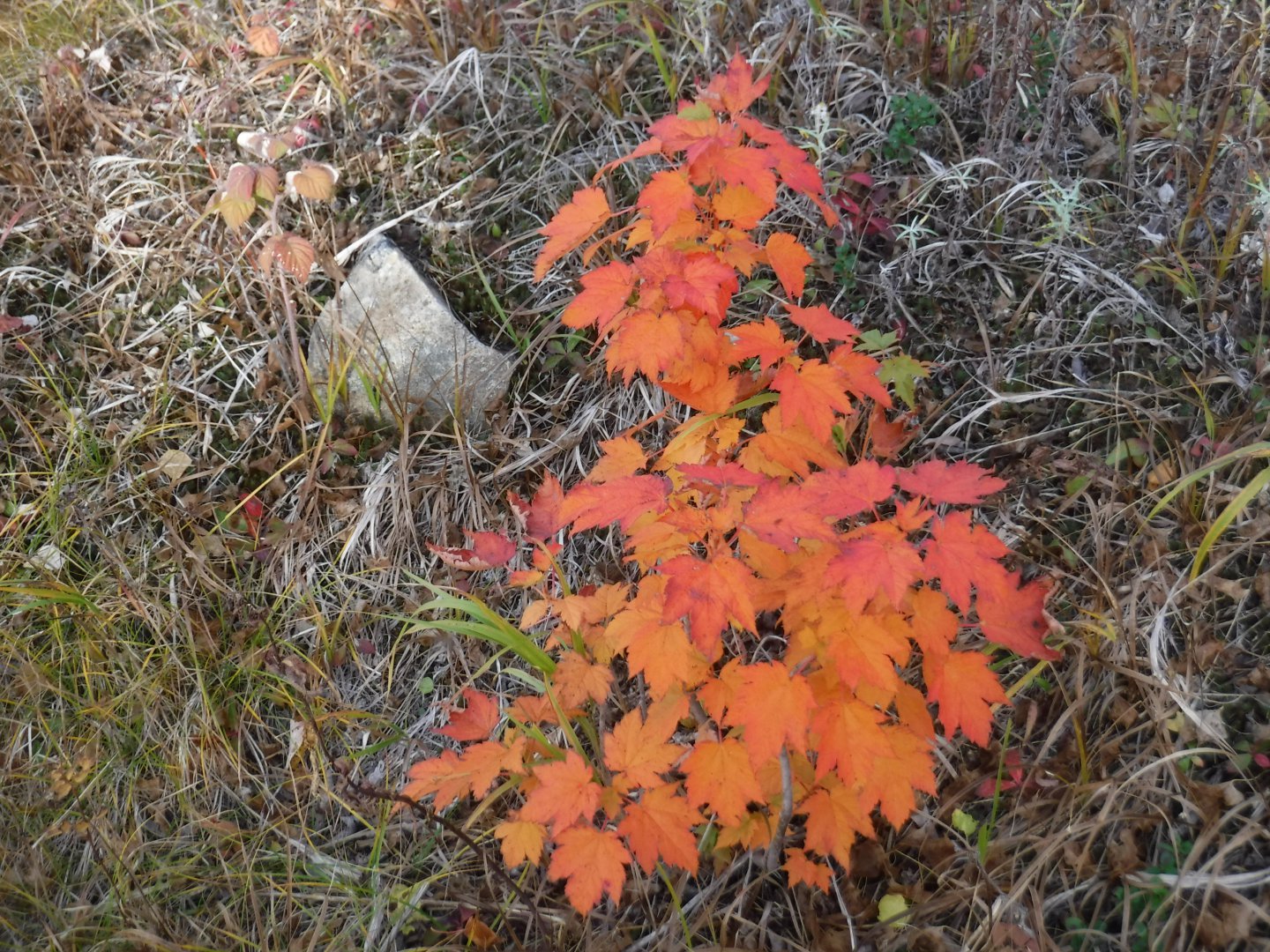 DSCF3957.JPG