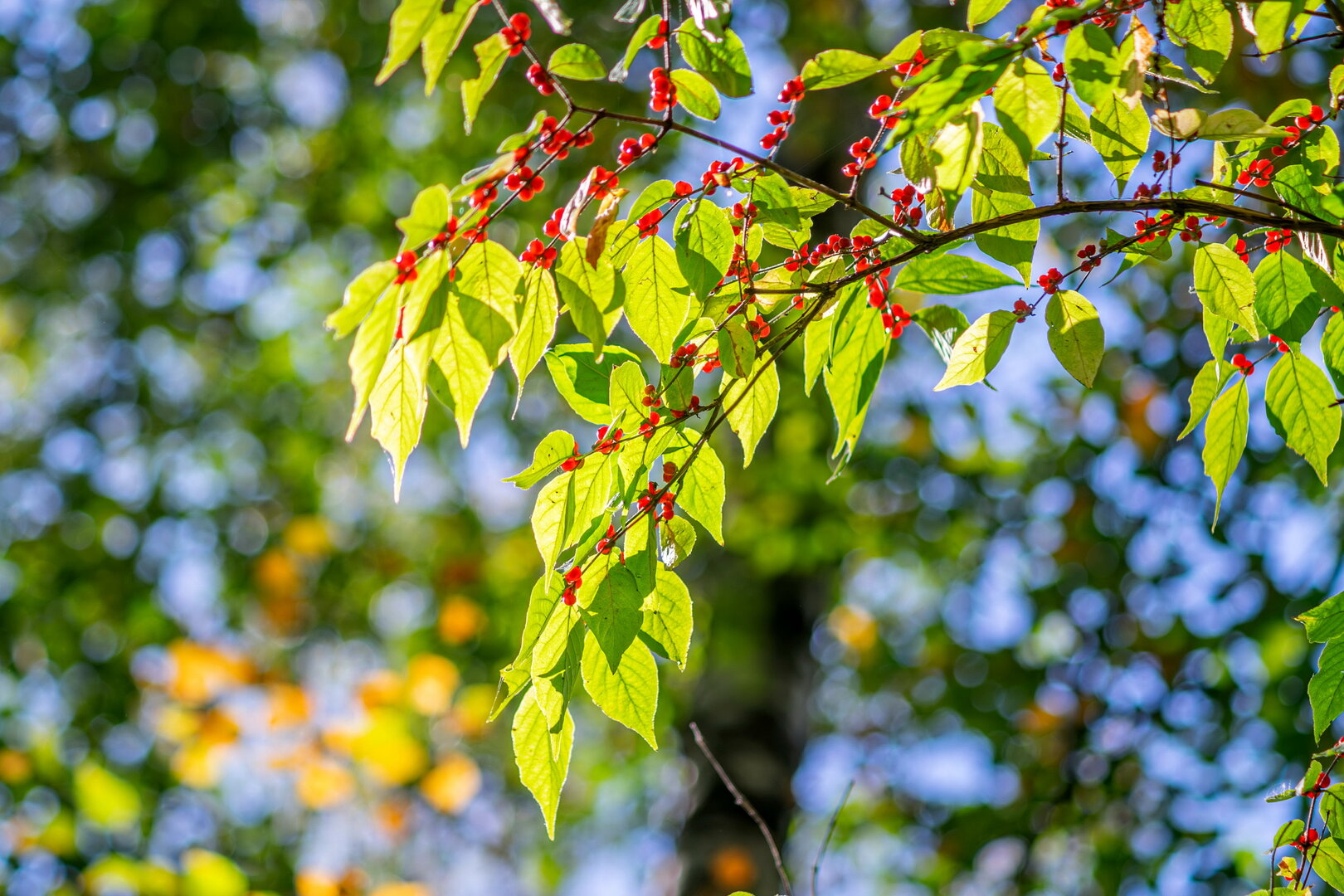 DSCF4128.jpg