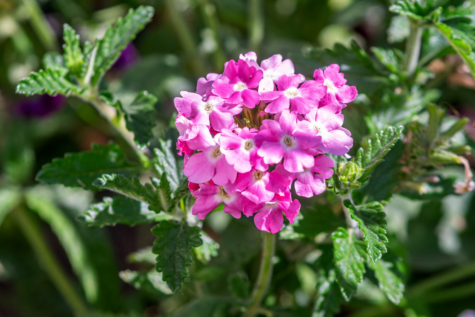 DSCF4132.jpg