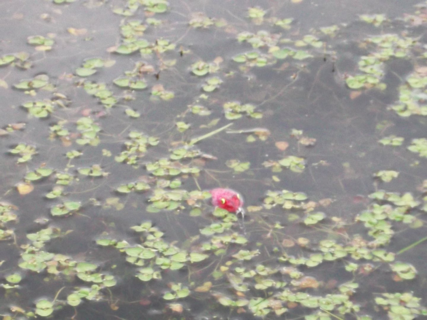 DSCF4517.JPG