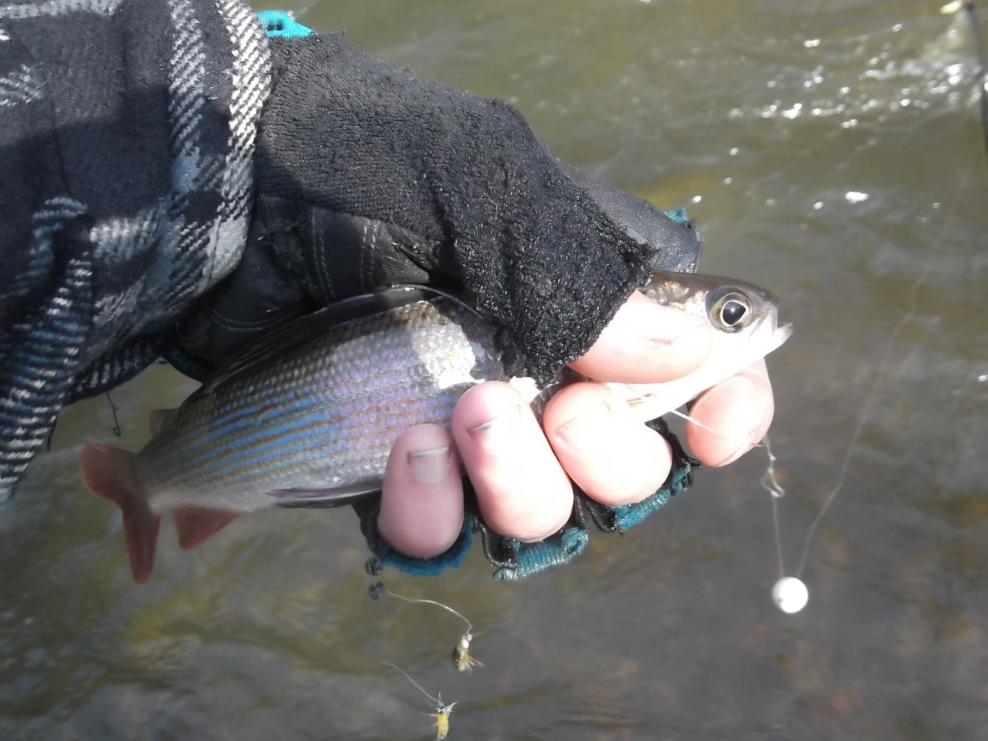 DSCF4767.JPG