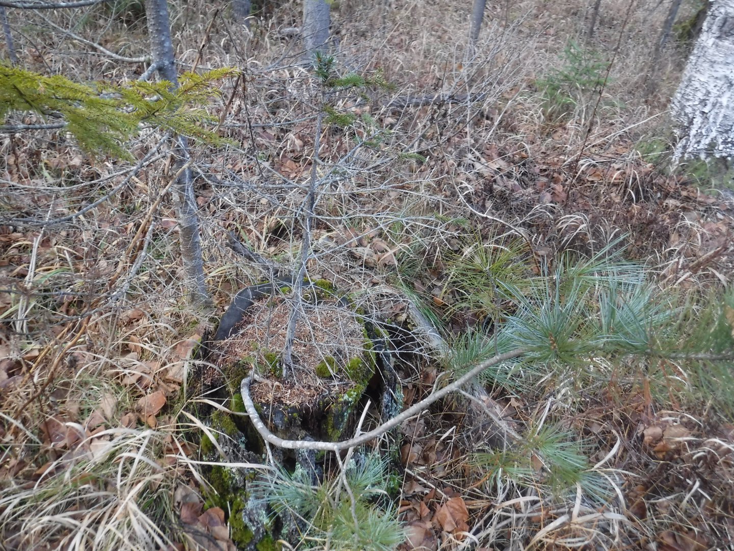DSCF5017.JPG