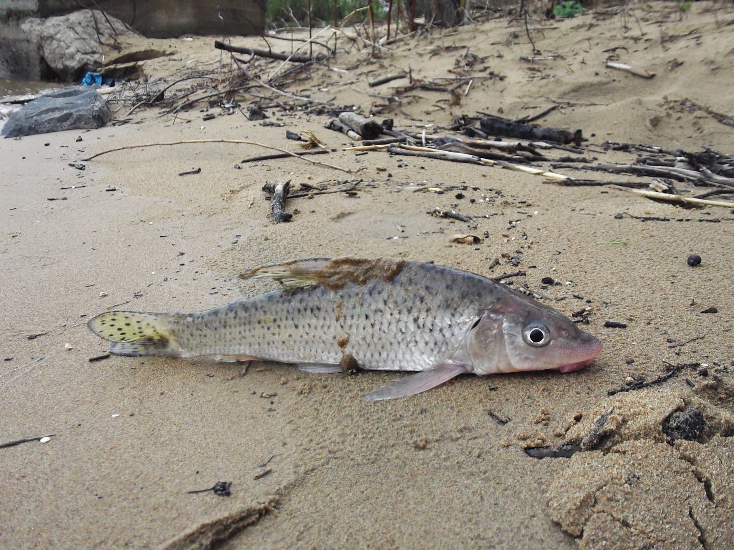 DSCF5173.JPG