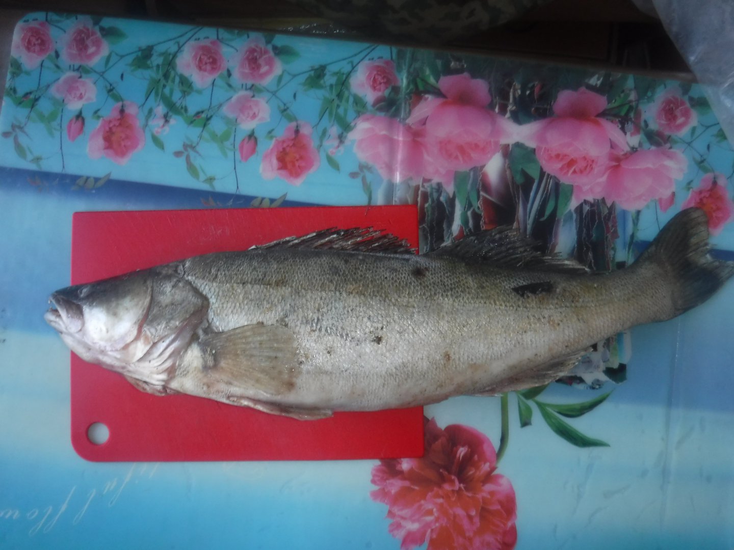 DSCF5211.JPG