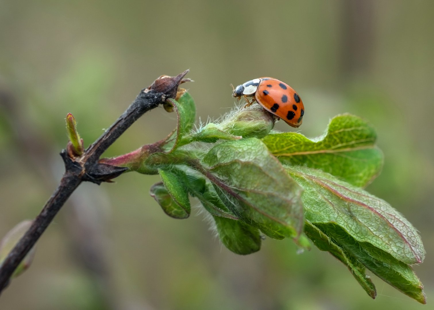 DSCF5468.jpg