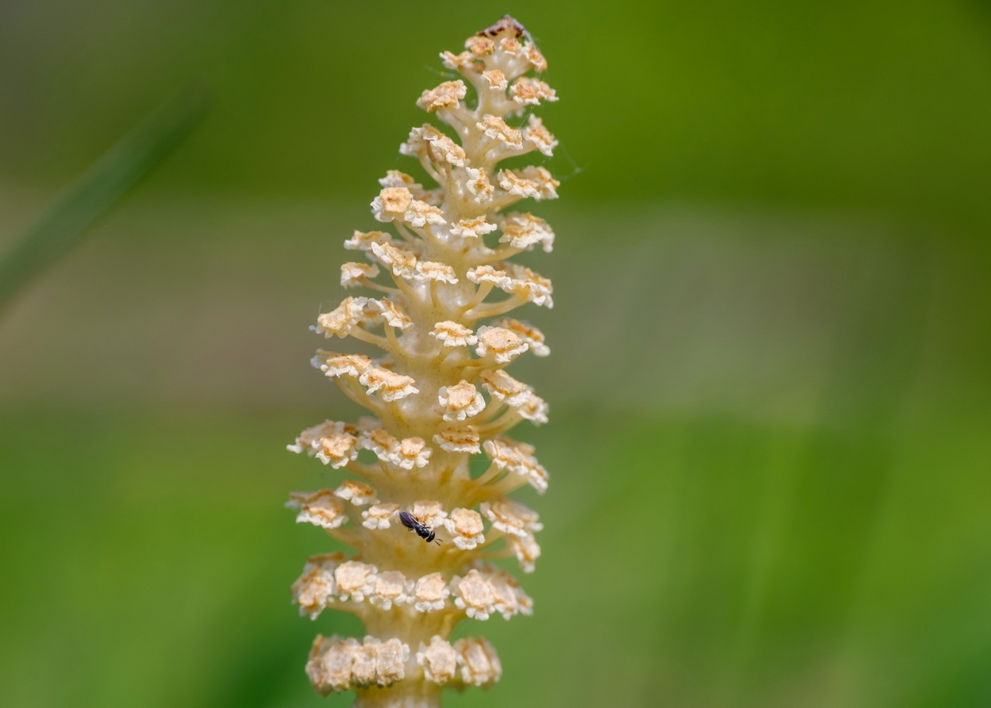 DSCF5760.jpg