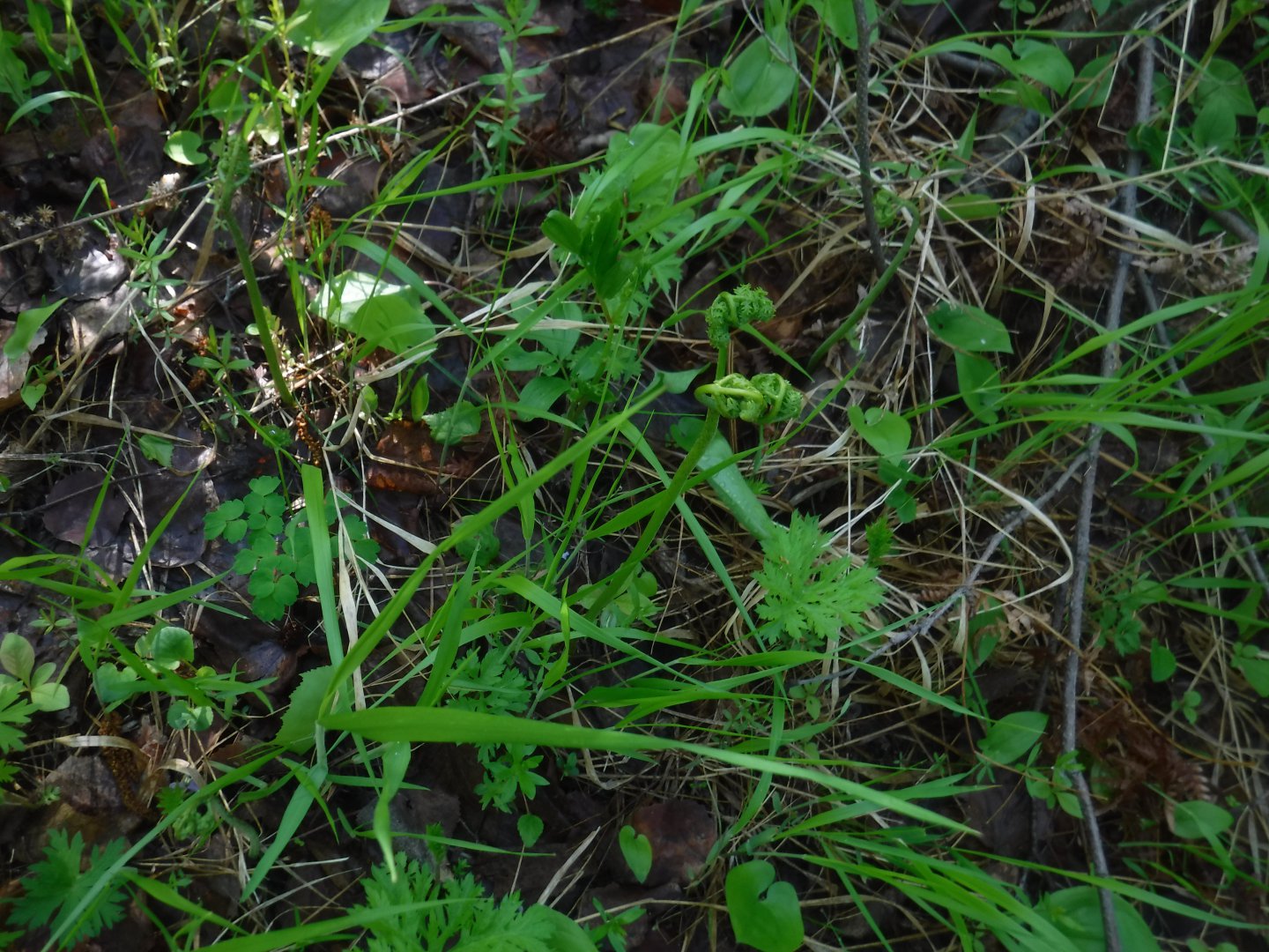 DSCF5947.JPG