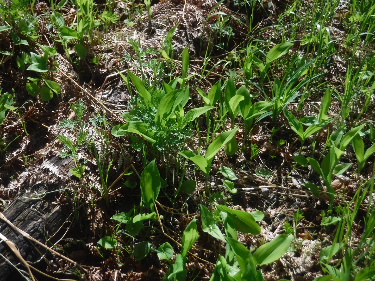 DSCF5959.JPG