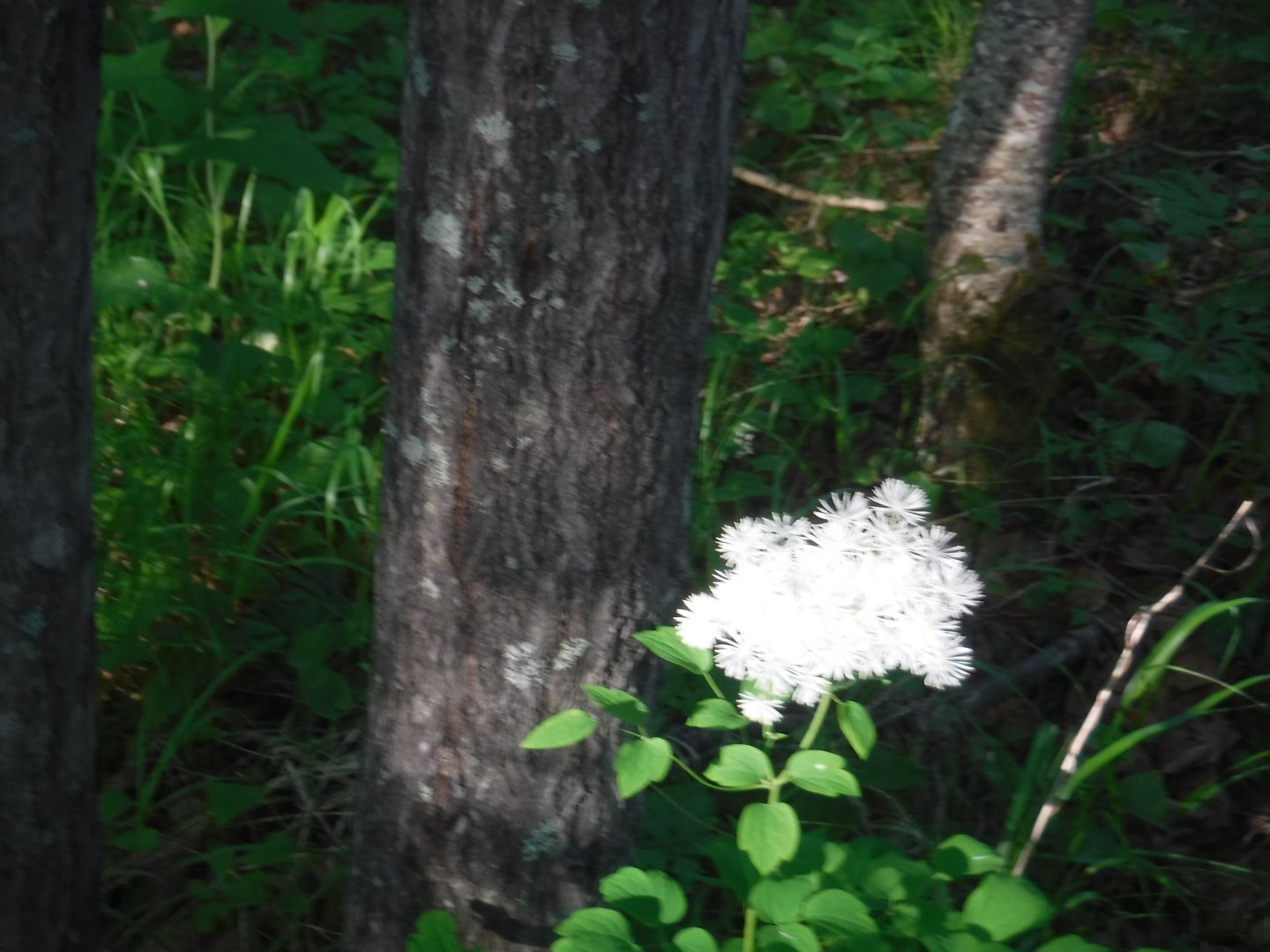 DSCF6037.JPG