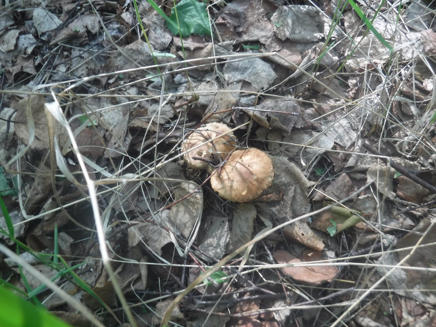 DSCF6052.JPG