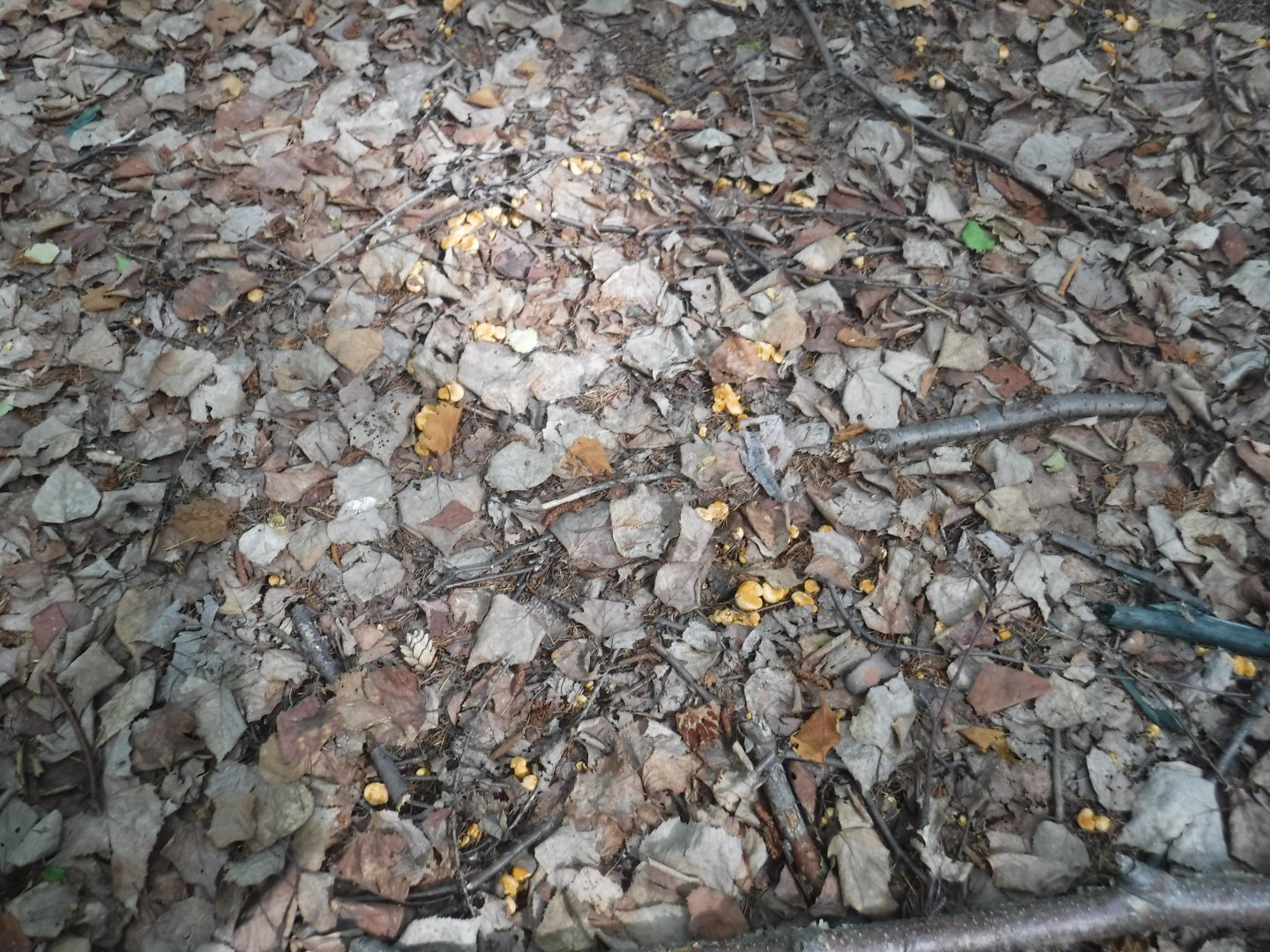 DSCF6067.JPG