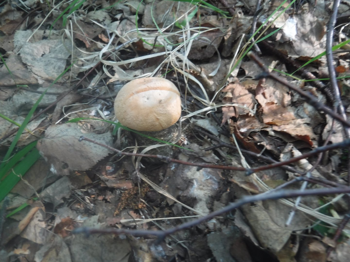 DSCF6078.JPG