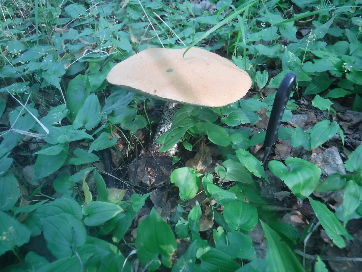 DSCF6082.JPG