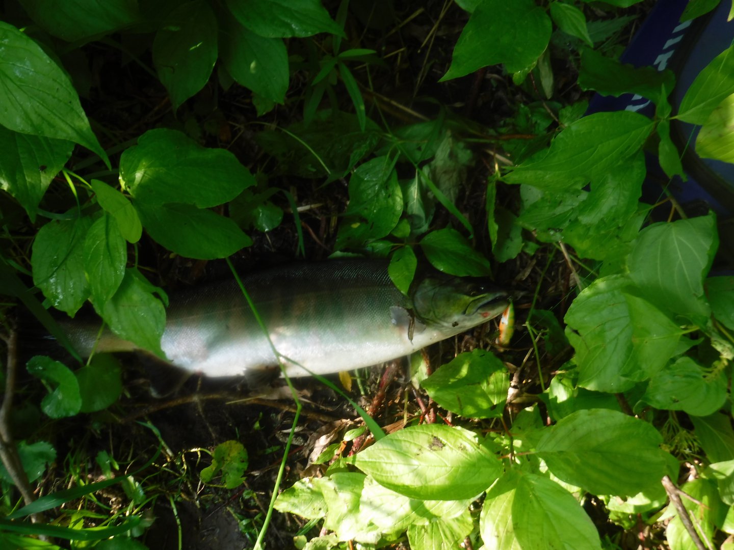 DSCF6137.JPG