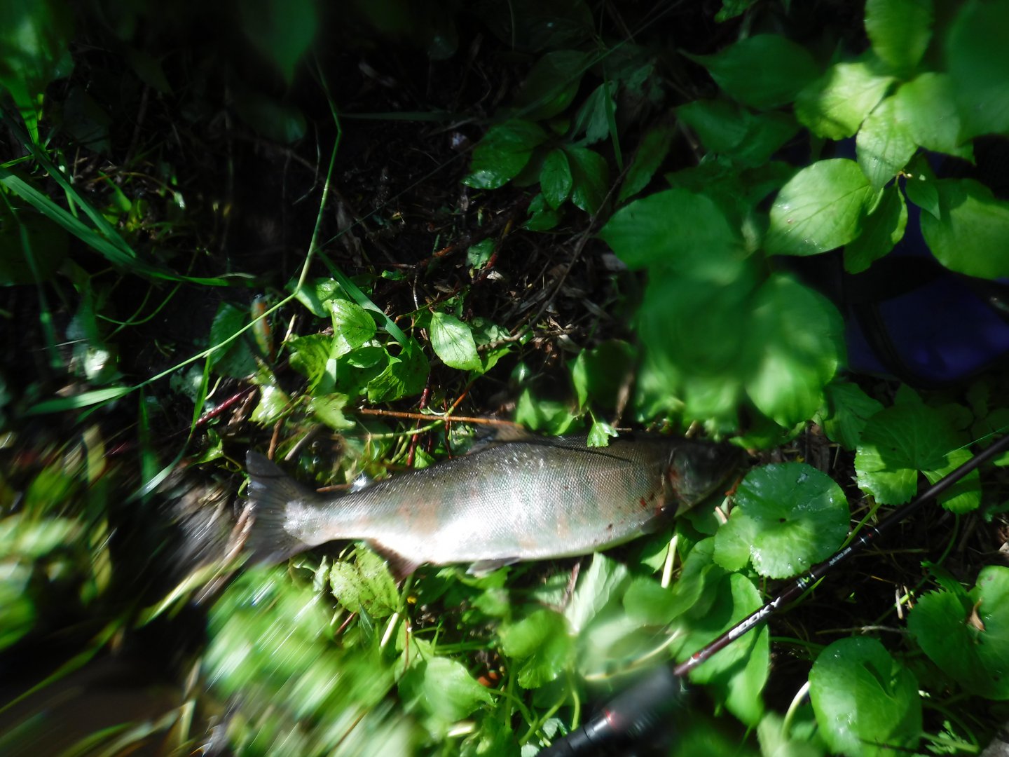 DSCF6138.JPG