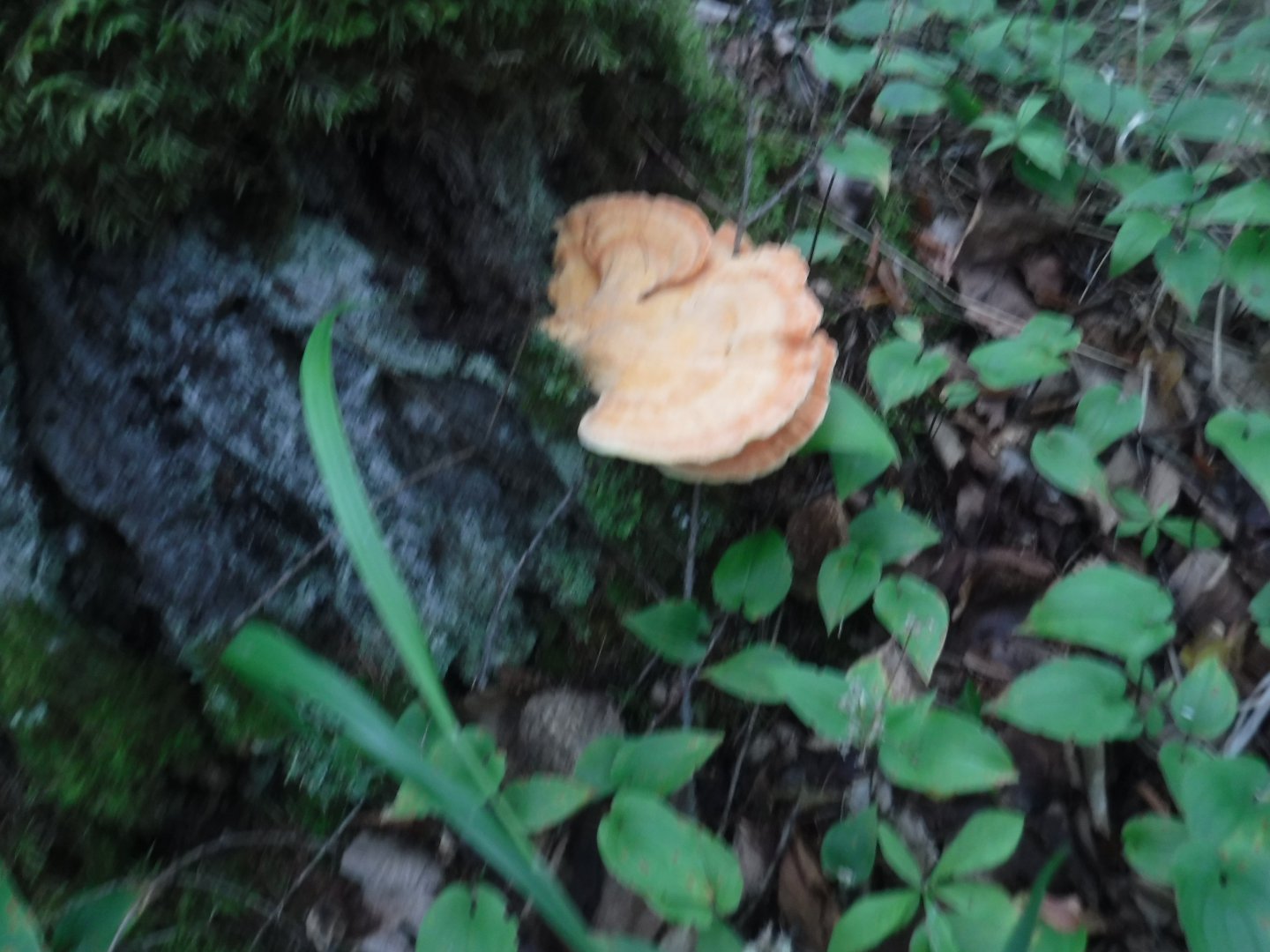 DSCF6151.JPG