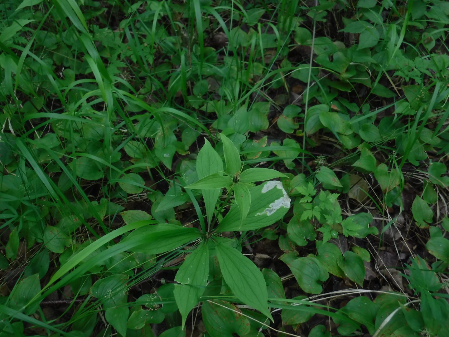 DSCF6161.JPG