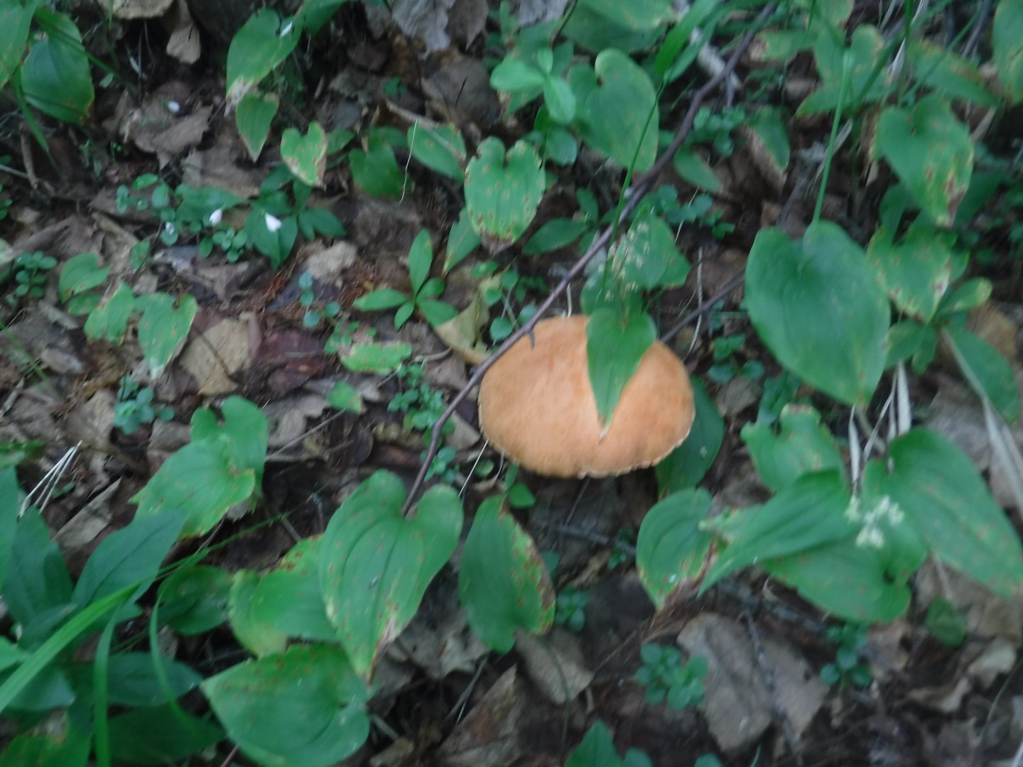 DSCF6164.JPG