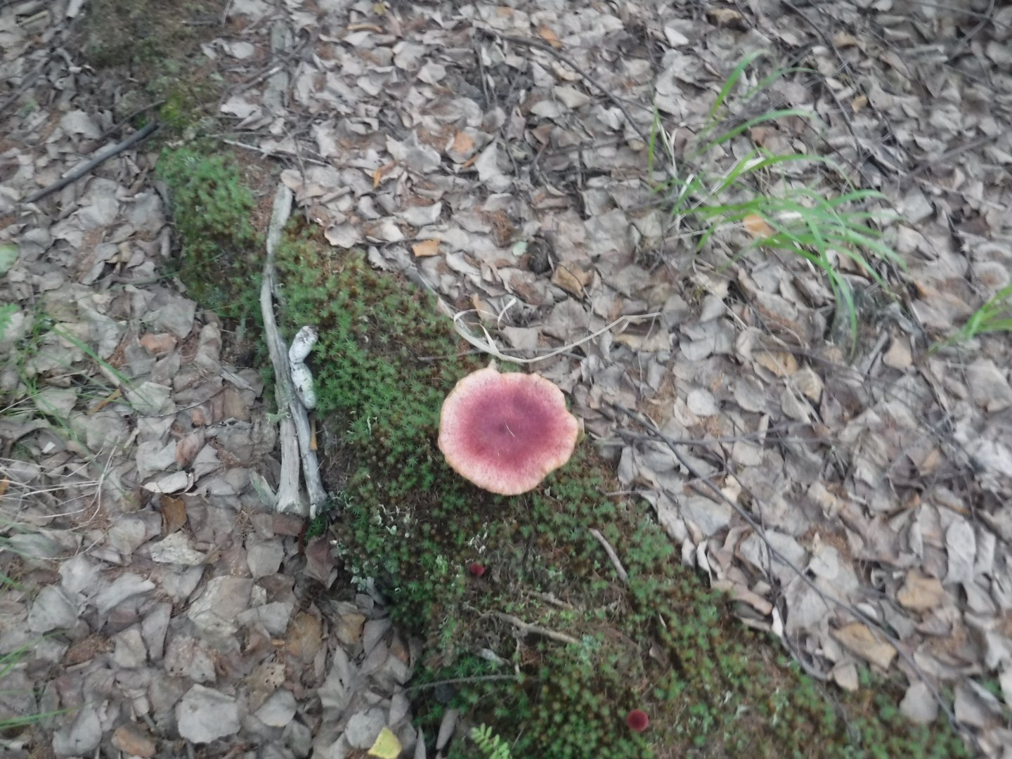 DSCF6251.JPG