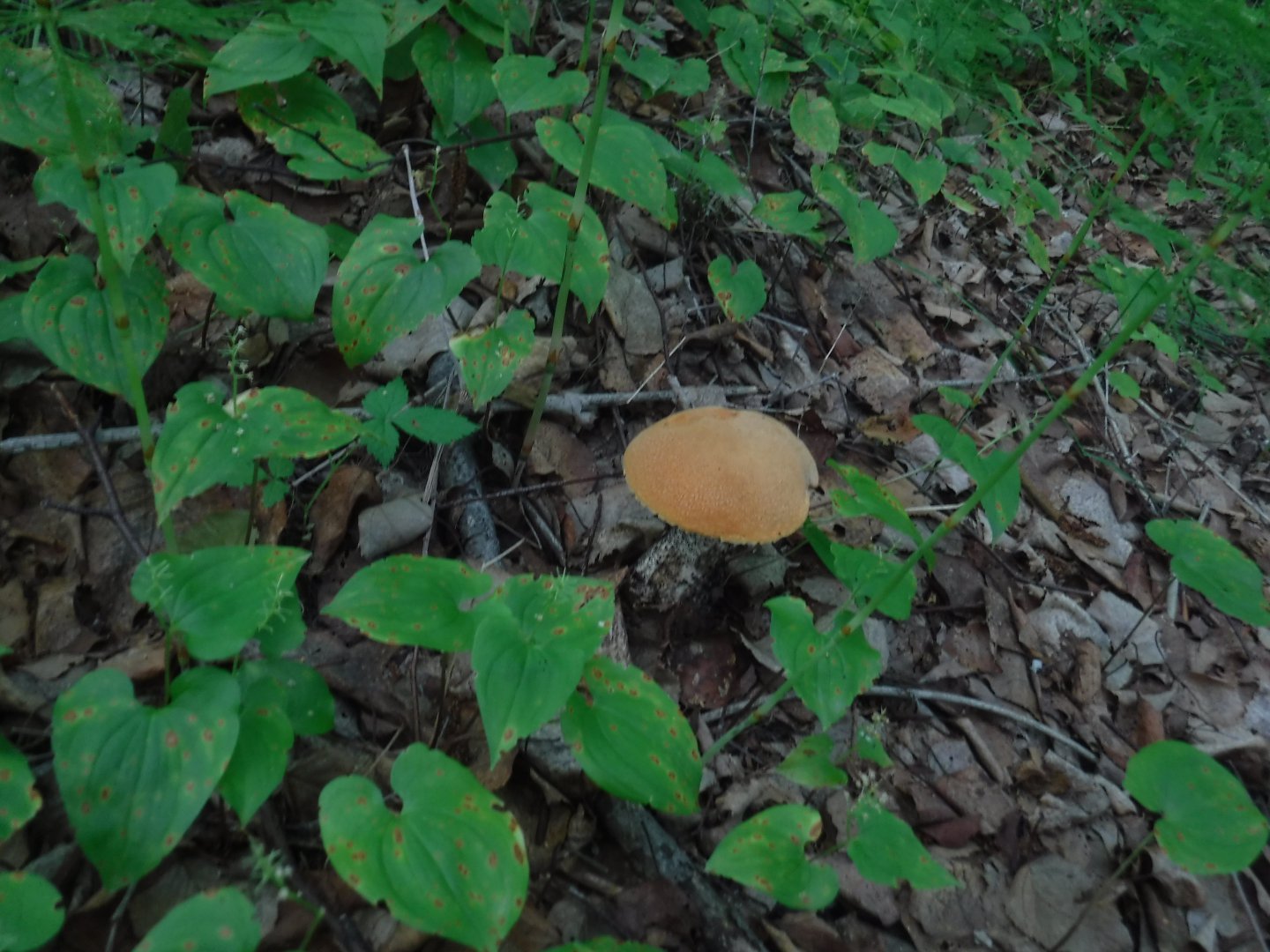 DSCF6252.JPG