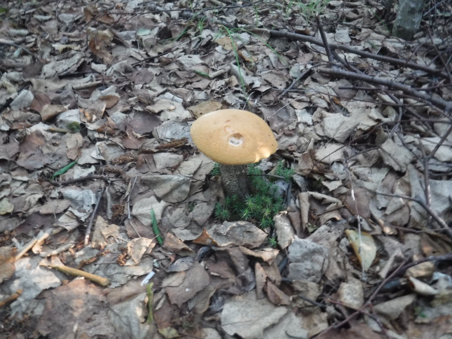 DSCF6254.JPG