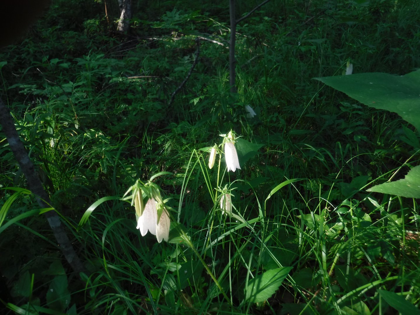 DSCF6262.JPG